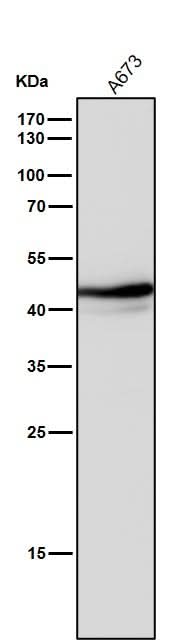 Anti-Oct4 POU5F1 Rabbit Monoclonal Antibody Boster Bio