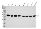 Anti-p38 MAPK MAPK14 Rabbit Monoclonal Antibody Boster Bio