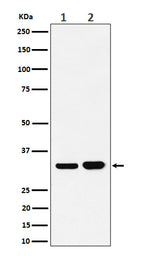 Anti-Bcl-XL Rabbit Monoclonal Antibody Boster Bio