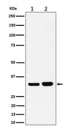 Anti-Bcl-XL Rabbit Monoclonal Antibody Boster Bio