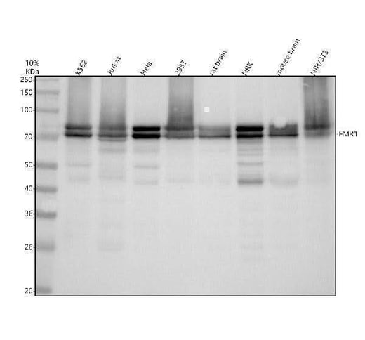 Anti-FMRP FMR1 Rabbit Monoclonal Antibody Boster Bio
