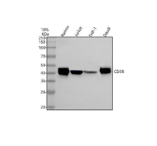 Anti-CD38 Rabbit Monoclonal Antibody Boster Bio