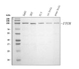 Anti-ITCH/AIP4 Antibody Picoband® (monoclonal, 5E12 Boster Bio