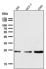 Anti-Ran Monoclonal Antibody Boster Bio