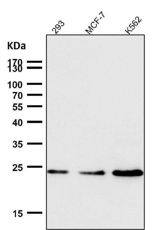 Anti-Ran Monoclonal Antibody Boster Bio