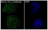 Anti-Rho A + B + C Rabbit Monoclonal Antibody Boster Bio