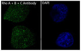 Anti-Rho A + B + C Rabbit Monoclonal Antibody Boster Bio