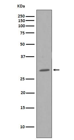 Anti-CDK1/Cdc2 Rabbit Monoclonal Antibody Boster Bio
