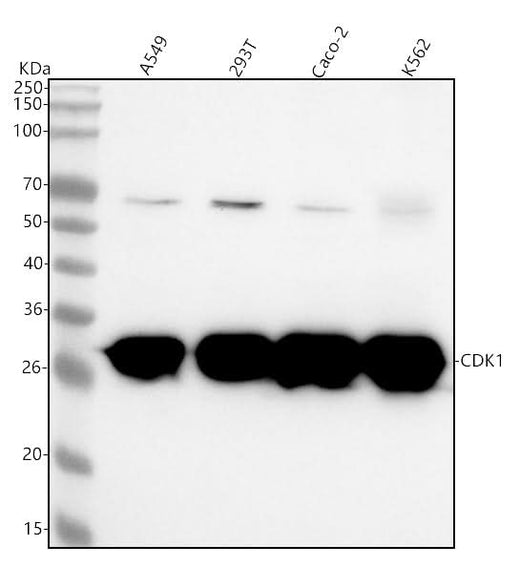 Anti-CDK1/Cdc2 Rabbit Monoclonal Antibody Boster Bio