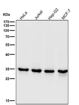 Anti-CDK1/Cdc2 Rabbit Monoclonal Antibody Boster Bio