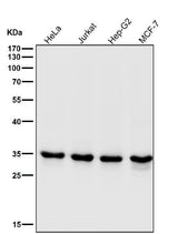 Anti-CDK1/Cdc2 Rabbit Monoclonal Antibody Boster Bio