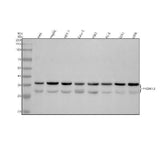 Anti-Phospho-CDK2(T160)+CDK1(T161) Rabbit Monoclonal Antibody Boster Bio