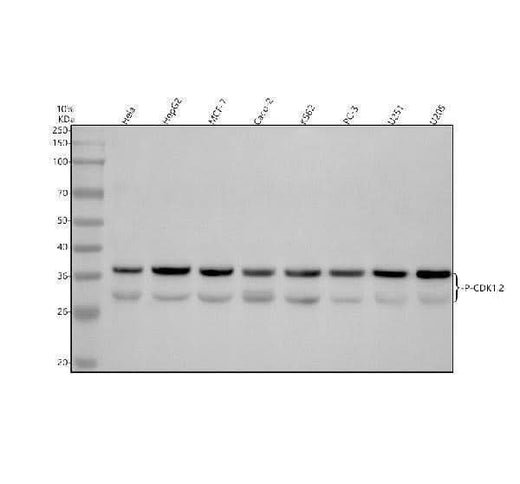 Anti-Phospho-CDK2(T160)+CDK1(T161) Rabbit Monoclonal Antibody Boster Bio
