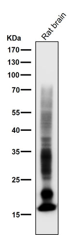 Anti-Myelin Basic Protein MBP Rabbit Monoclonal Antibody Boster Bio