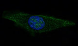 Anti-GFAP Rabbit Monoclonal Antibody Boster Bio