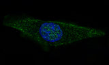 Anti-GFAP Rabbit Monoclonal Antibody Boster Bio