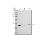 Anti-Alpha Synuclein SNCA Rabbit Monoclonal Antibody Boster Bio