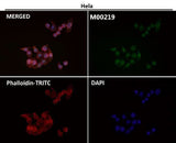 Anti-FTO Monoclonal Antibody Boster Bio