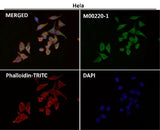Anti-CD86/B7 2 Rabbit Monoclonal Antibody Boster Bio