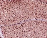 Anti-GAPDH Rabbit Monoclonal Antibody Boster Bio