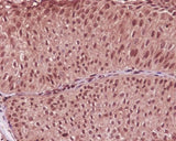 Anti-GAPDH Rabbit Monoclonal Antibody Boster Bio