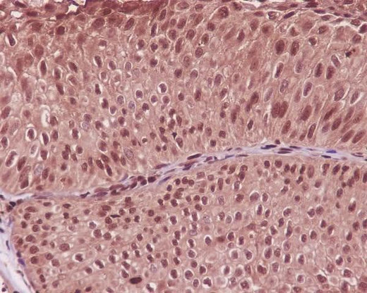 Anti-GAPDH Rabbit Monoclonal Antibody Boster Bio