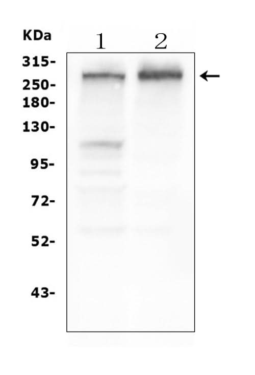 Anti-Tuberin TSC2 Antibody Picoband® (monoclonal, 6I3 Boster Bio