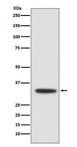 Anti-XBP1 Rabbit Monoclonal Antibody Boster Bio