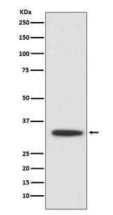 Anti-XBP1 Rabbit Monoclonal Antibody Boster Bio