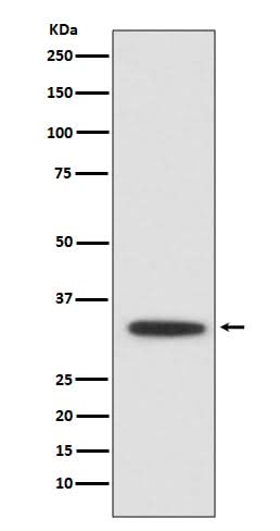 Anti-XBP1 Rabbit Monoclonal Antibody Boster Bio