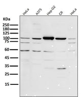 Anti-PGC1 alpha PPARGC1A Rabbit Monoclonal Antibody Boster Bio