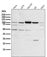 Anti-PGC1 alpha PPARGC1A Rabbit Monoclonal Antibody Boster Bio