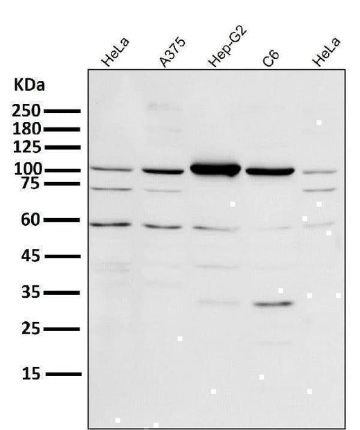 Anti-PGC1 alpha PPARGC1A Rabbit Monoclonal Antibody Boster Bio