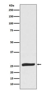 Anti-FADD Monoclonal Antibody Boster Bio