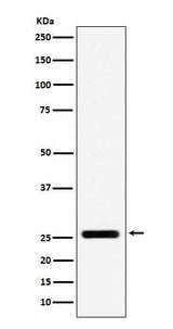 Anti-FADD Monoclonal Antibody Boster Bio