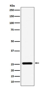 Anti-FADD Monoclonal Antibody Boster Bio