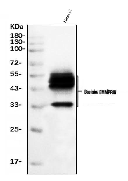Anti-CD147/Emmprin Antibody Picoband® (monoclonal, 3B13G7 Boster Bio