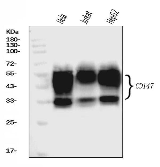 Anti-CD147/Emmprin Antibody Picoband® (monoclonal, 6H2B2 Boster Bio