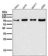 Anti-FoxO3a Rabbit Monoclonal Antibody Boster Bio