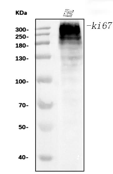 Anti-Ki67 Antibody Picoband® (monoclonal, 5C7 Boster Bio