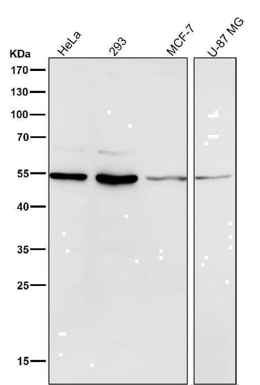 Anti-MiTF Rabbit Monoclonal Antibody Boster Bio