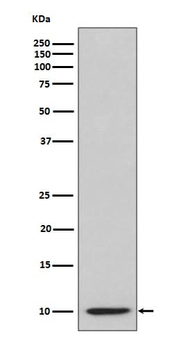 Anti-IP10 CXCL10 Rabbit Monoclonal Antibody Boster Bio