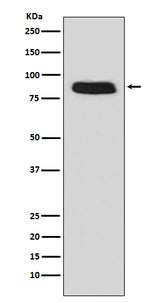 Anti-GCSF Receptor (CD114) Monoclonal Antibody Boster Bio