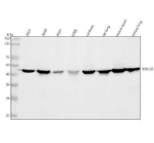 Anti-MEK1/2 MAP2K1 Rabbit Monoclonal Antibody Boster Bio