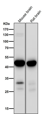 Anti-MEK1 MAP2K1 Rabbit Monoclonal Antibody Boster Bio