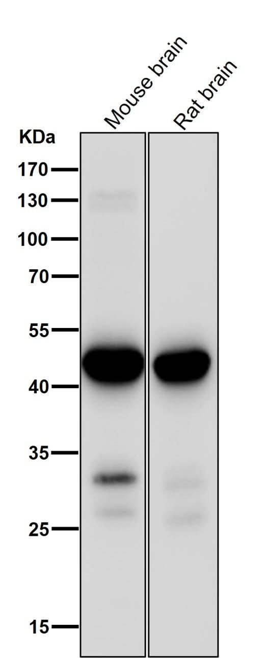 Anti-MEK1 MAP2K1 Rabbit Monoclonal Antibody Boster Bio