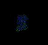 Anti-ErbB (HER4) ERBB4 Rabbit Monoclonal Antibody Boster Bio