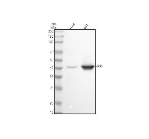 Anti-c-Fos Rabbit Monoclonal Antibody Boster Bio