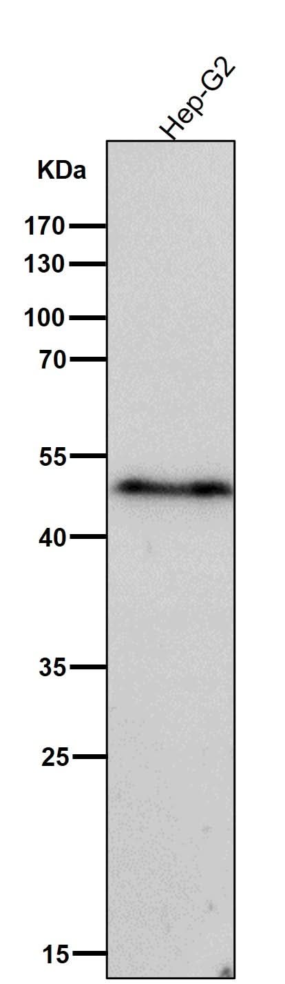 Anti-Phospho-VASP (S156) Rabbit Monoclonal Antibody Boster Bio