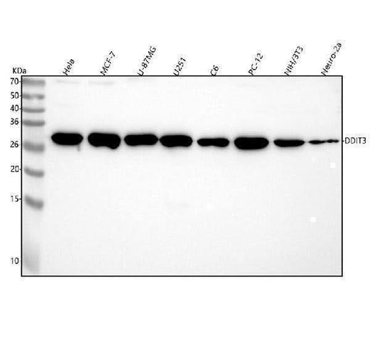 Anti-DDIT3/Chop Rabbit Monoclonal Antibody Boster Bio